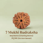 VASTUKOSHA 7 Mukhi Rudraksha bead with natural brown texture and distinct segments for spiritual practice