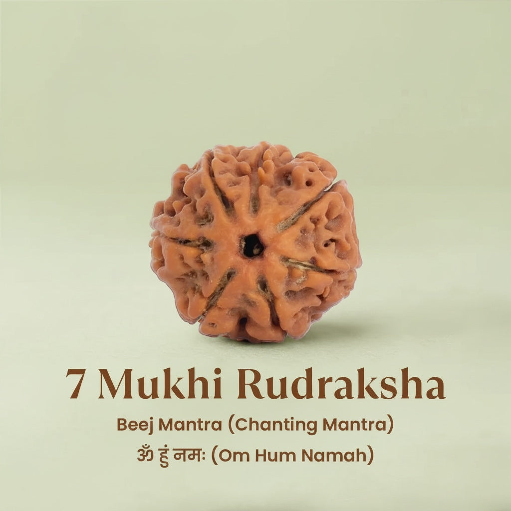 VASTUKOSHA 7 Mukhi Rudraksha bead with natural brown texture and distinct segments for spiritual practice