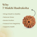 VASTUKOSHA 7 Mukhi Rudraksha bead with natural texture, displayed with benefits list for spiritual practice.
