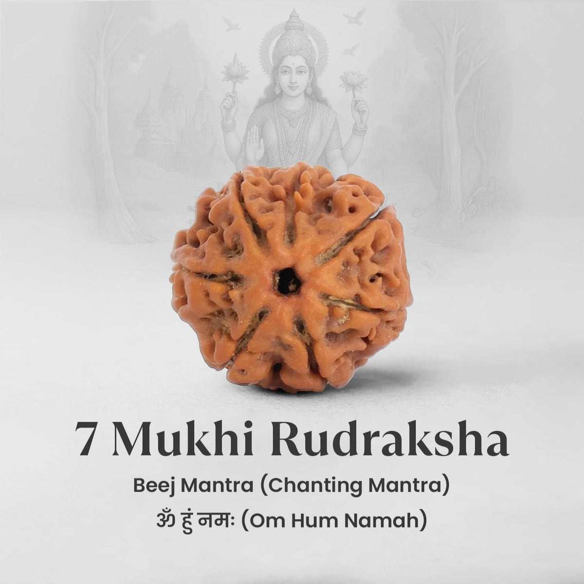 VASTUKOSHA 7 Mukhi Nepal origin Rudraksha bead with natural texture, associated with prosperity and Maa Lakshmi.
