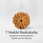 VASTUKOSHA 7 Mukhi Nepal origin Rudraksha bead with natural brown texture and divine spiritual significance