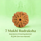 VASTUKOSHA 7 Mukhi Nepal origin Rudraksha bead for spiritual protection and positive energy