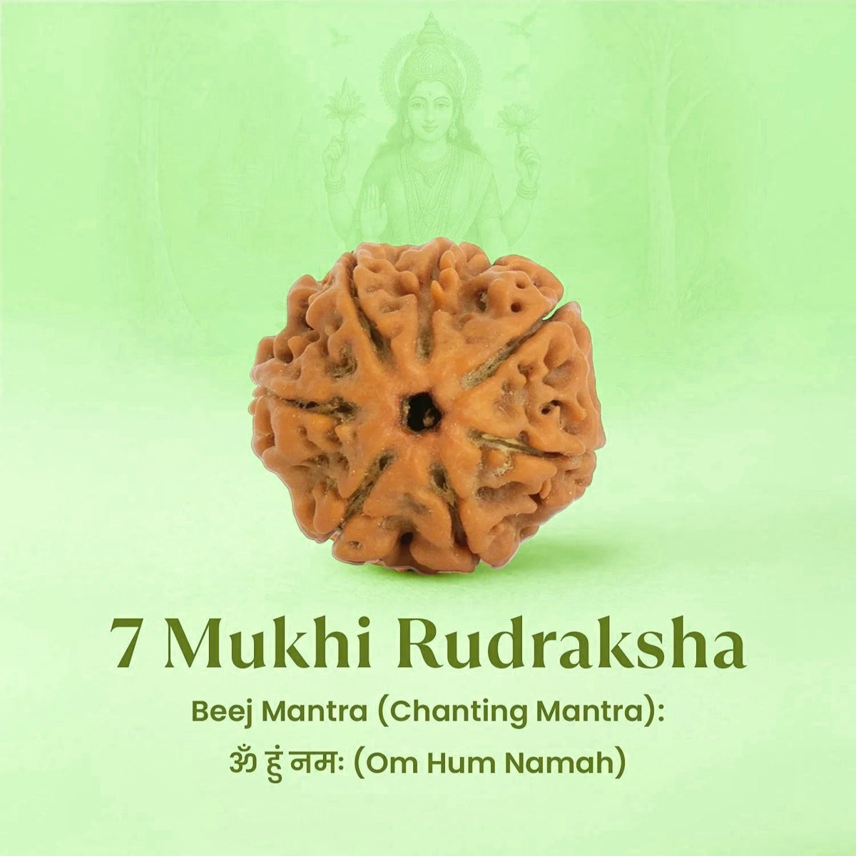 VASTUKOSHA 7 Mukhi Nepal origin Rudraksha bead for spiritual protection and positive energy