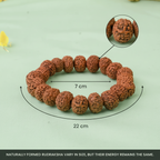 VASTUKOSHA 7 Mukhi Rudraksha bracelet with natural brown beads, showing size dimensions on a light green background.