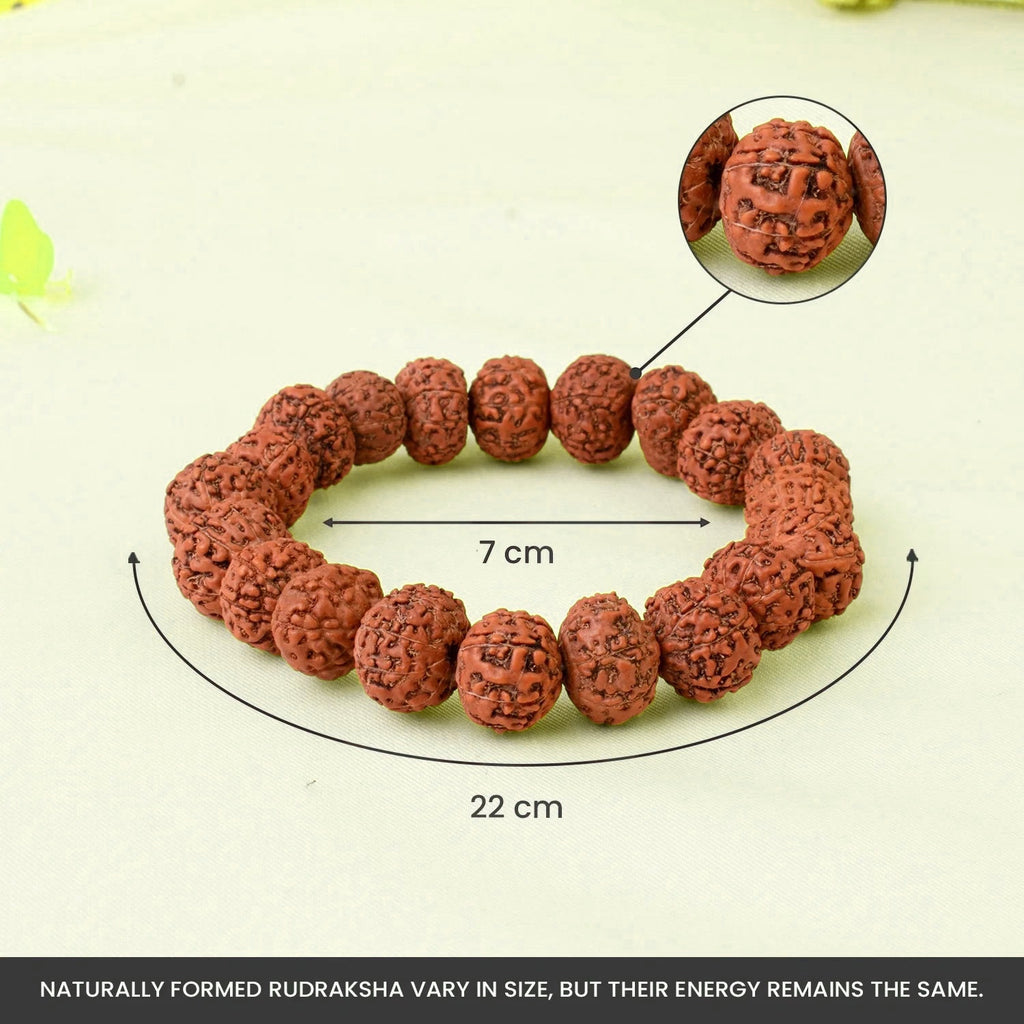 VASTUKOSHA 7 Mukhi Rudraksha bracelet from Nepal with natural brown beads, showing 7cm diameter and 22cm circumference.
