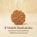 VASTUKOSHA 8 Mukhi Nepal origin Rudraksha bead with natural brown texture for spiritual meditation and prayer