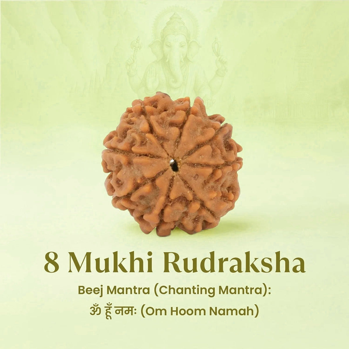 VASTUKOSHA 8 Mukhi Nepal origin Rudraksha bead with natural brown texture and deep ridges, featuring Lord Ganesha imagery.