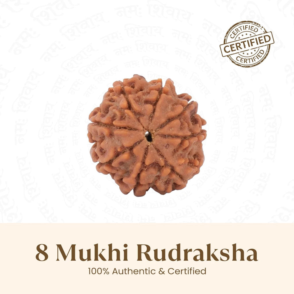 VASTUKOSHA 8 Mukhi Rudraksha bead from Nepal with eight natural faces, featuring a textured brown surface.