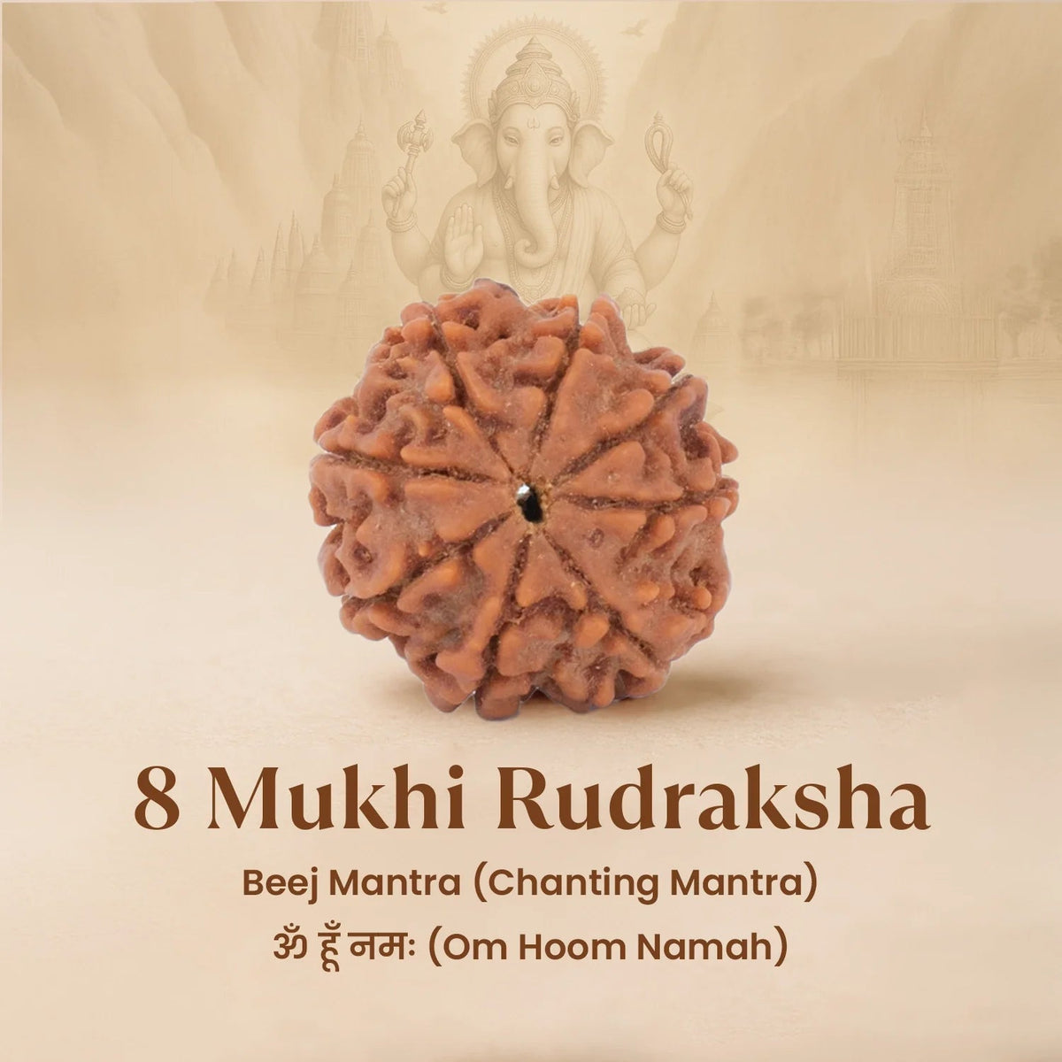 VASTUKOSHA 8 Mukhi Nepal origin Rudraksha bead with natural textured surface and eight faces for spiritual practice.