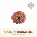 VASTUKOSHA 9 Mukhi Rudraksha bead from Nepal with natural deep brown texture and nine distinct faces