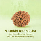 VASTUKOSHA 9 Mukhi Nepal origin Rudraksha bead with natural brown texture on a light green background