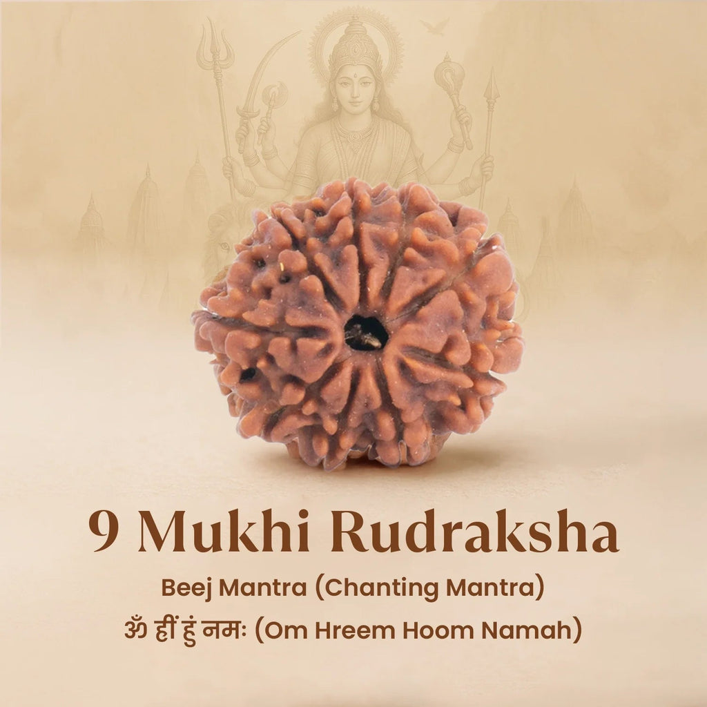 VASTUKOSHA 9 Mukhi Nepal origin Rudraksha bead with nine natural faces, symbolising Goddess Durga and inner strength.