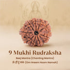 VASTUKOSHA 9 Mukhi Nepal origin Rudraksha bead with nine natural faces, symbolising Goddess Durga and inner strength.