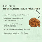 VASTUKOSHA Siddh Nepal origin Ganesh Mukhi Rudraksha bead with natural textured surface for spiritual meditation.