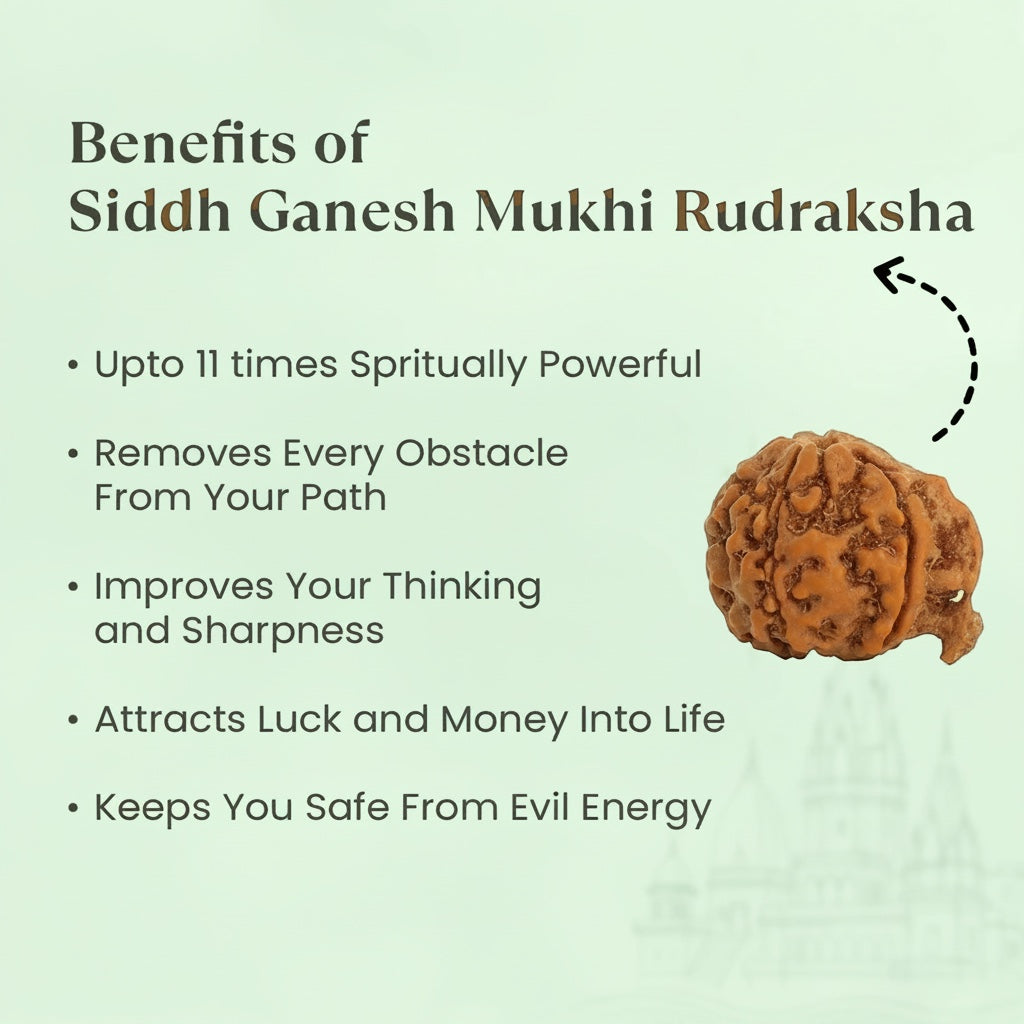 VASTUKOSHA Siddh Nepal origin Ganesh Mukhi Rudraksha bead with natural textured surface for spiritual meditation.