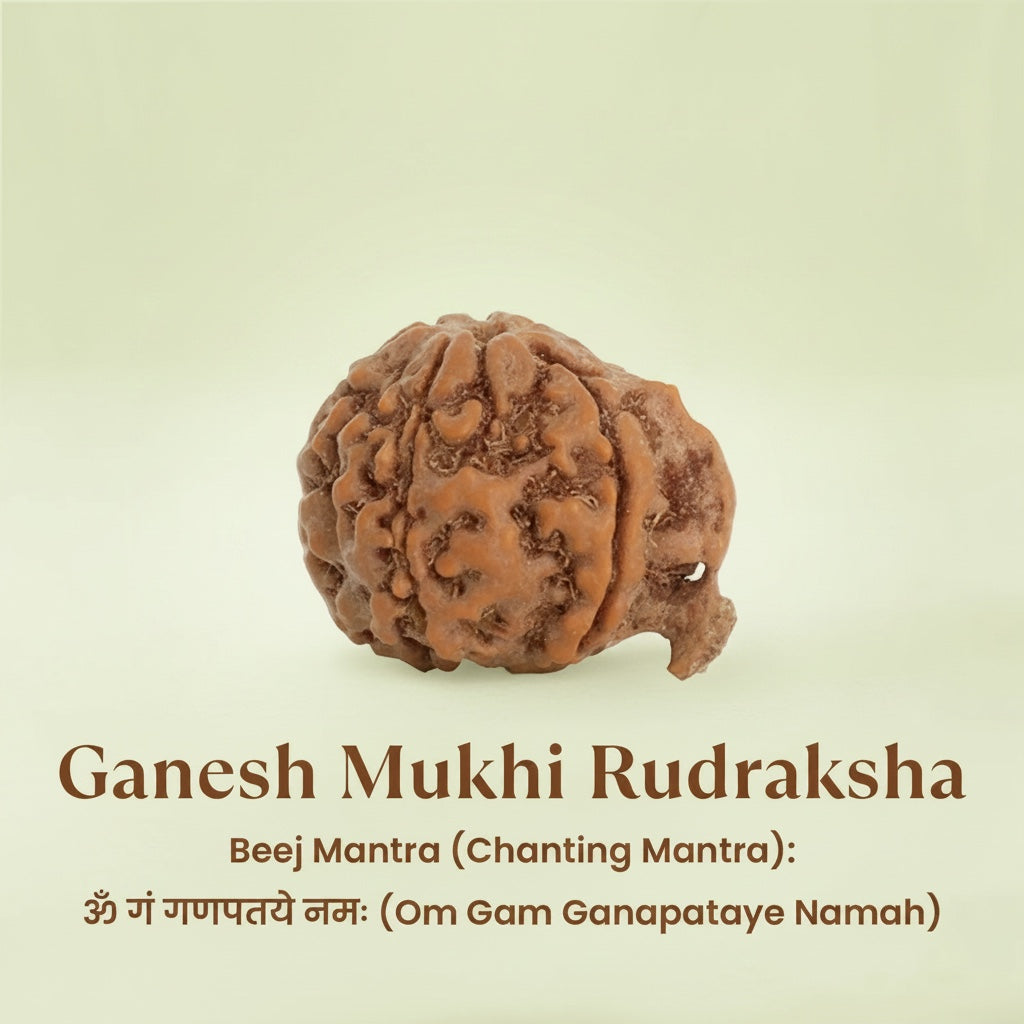 VASTUKOSHA Ganesh Mukhi Rudraksha bead with natural trunk-like protrusion for spiritual practice and meditation.