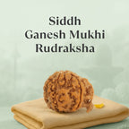 VASTUKOSHA Nepal origin Ganesh Mukhi Rudraksha bead with natural textured surface resting on a soft fabric cloth.