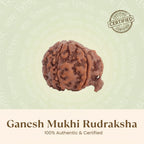 VASTUKOSHA Nepal origin Ganesh Mukhi Rudraksha bead with a natural trunk-like protrusion for spiritual practice.