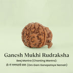VASTUKOSHA Nepal origin Ganesh Mukhi Rudraksha bead with natural trunk-like formation for spiritual practice