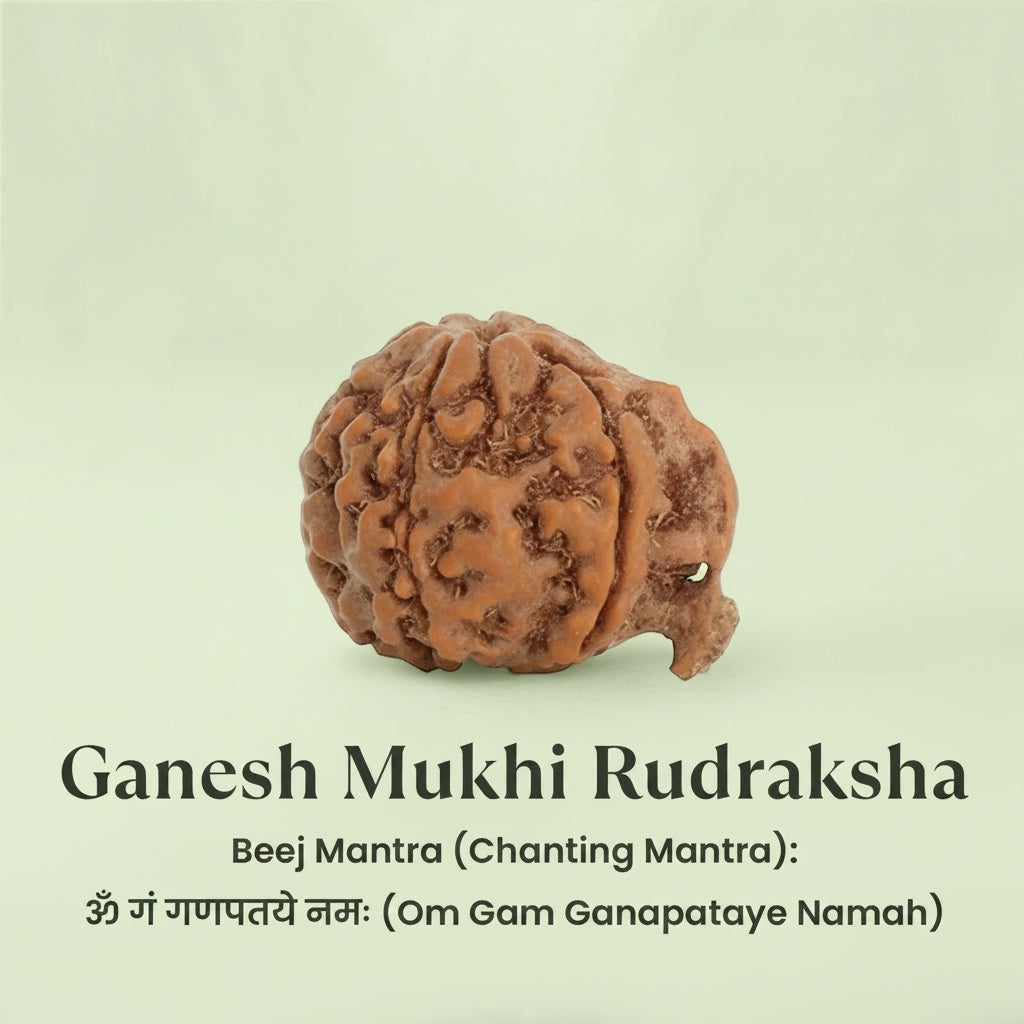 VASTUKOSHA Nepal origin Ganesh Mukhi Rudraksha bead with natural trunk-like formation for spiritual practice