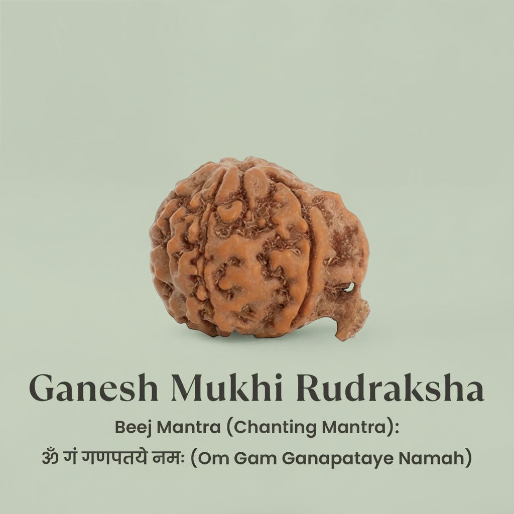 VASTUKOSHA Nepal origin Ganesh Mukhi Rudraksha bead with natural textured surface for spiritual meditation and prayer
