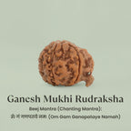 VASTUKOSHA Nepal origin Ganesh Mukhi Rudraksha bead with natural textured surface for spiritual meditation and prayer
