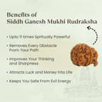 VASTUKOSHA Nepal origin Ganesh Mukhi Rudraksha bead with natural trunk-like formation for spiritual practice