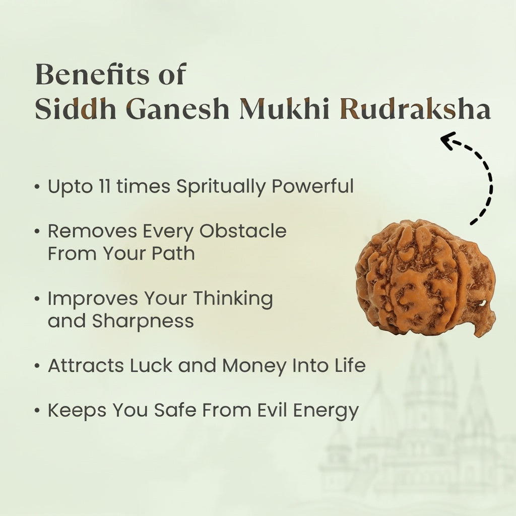 VASTUKOSHA Nepal origin Ganesh Mukhi Rudraksha bead with natural trunk-like formation for spiritual practice