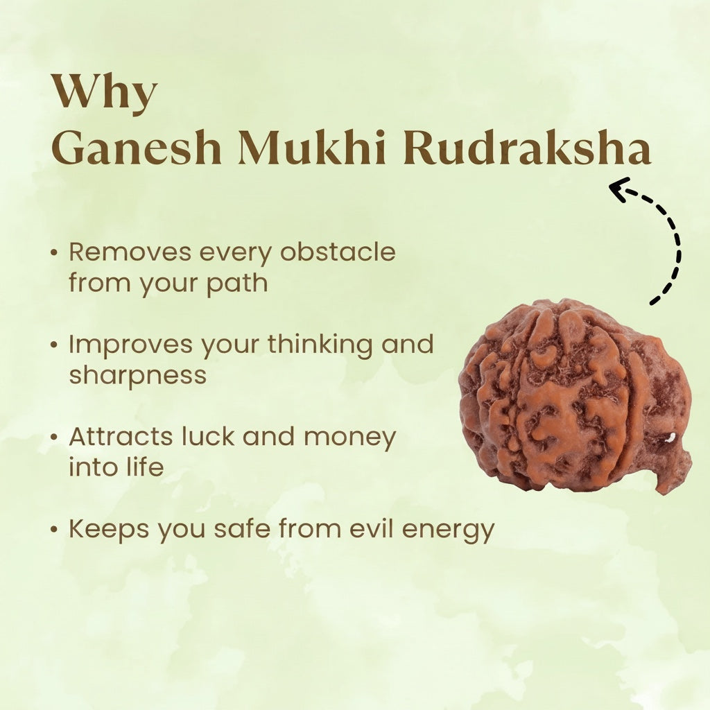 VASTUKOSHA Ganesh Mukhi Rudraksha bead with natural trunk-like protrusion, a brown spiritual seed for meditation.