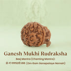 VASTUKOSHA Ganesha Mukhi Rudraksha bead with natural brown texture and intricate surface patterns for spiritual practice