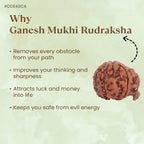 VASTUKOSHA Ganesha Mukhi Rudraksha bead with natural brown textured surface for spiritual practice and protection