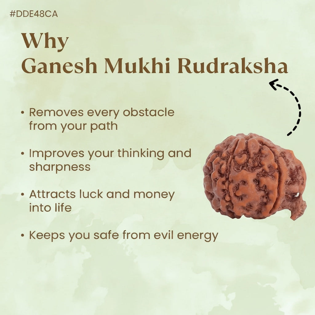 VASTUKOSHA Ganesha Mukhi Rudraksha bead with natural brown textured surface for spiritual practice and protection