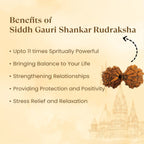 VASTUKOSHA Nepal origin Gauri Shankar Rudraksha bead featuring two naturally joined seeds for spiritual practice.