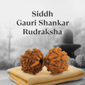 VASTUKOSHA Siddh Nepal origin Gauri Shankar Rudraksha bead with natural dual-joined texture on a soft cloth