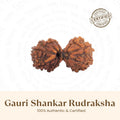 Natural brown Gauri Shankar Rudraksha bead from VASTUKOSHA featuring two joined seeds for spiritual practice.
