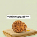 VASTUKOSHA Nepal origin Ganesh Mukhi Rudraksha bead with natural trunk-like formation on a soft beige cloth
