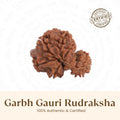 VASTUKOSHA Nepal origin Garbh Gauri Rudraksha bead with natural brown texture for spiritual practice and devotion