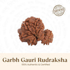 VASTUKOSHA Nepal origin Garbh Gauri Rudraksha bead with natural brown texture for spiritual practice and devotion