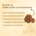 VASTUKOSHA Nepal origin Garbh Gauri Rudraksha bead featuring natural texture, used for spiritual and family harmony.