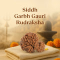 VASTUKOSHA Nepal origin Garbh Gauri Rudraksha bead with natural textured surface on a cloth for spiritual practice