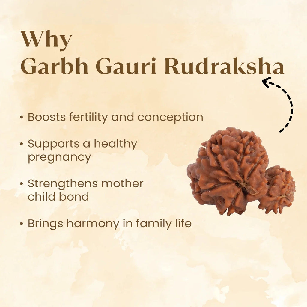 VASTUKOSHA Nepal origin Garbh Gauri Rudraksha bead with natural textured surface for spiritual and devotional practice