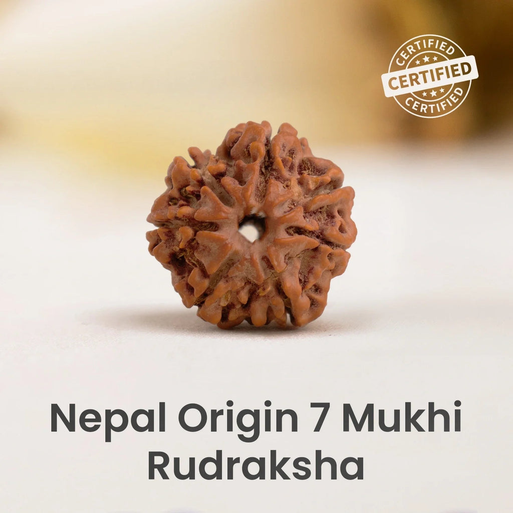 VASTUKOSHA Nepal origin 7 Mukhi Rudraksha bead with natural brown texture and distinct seven-faced surface