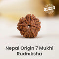 VASTUKOSHA Nepal origin 7 Mukhi Rudraksha bead with natural brown texture and distinct seven-faced surface