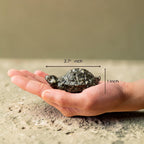 VASTUKOSHA Pyrite tortoise figurine held in a hand, showing compact size for Vastu prosperity and stability.