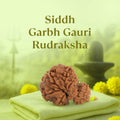 VASTUKOSHA Siddh Nepal Origin Garbh Gauri Rudraksha bead on a green cloth with a Shiva Linga background