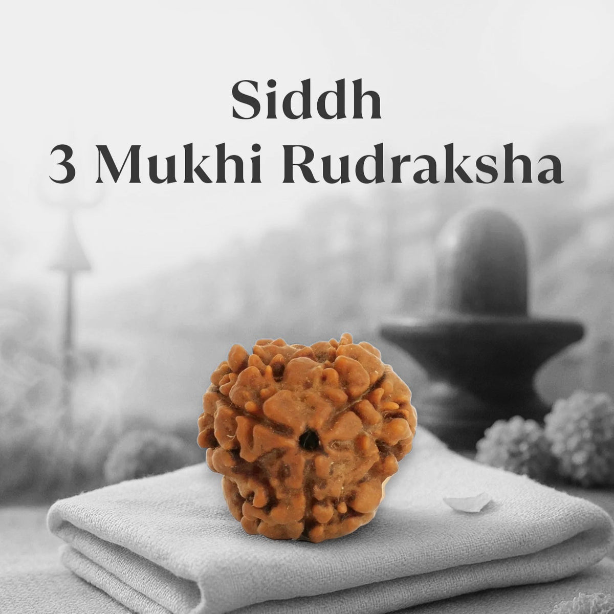 VASTUKOSHA Siddh Nepal origin 3 Mukhi Rudraksha bead with natural textured surface resting on a soft cloth
